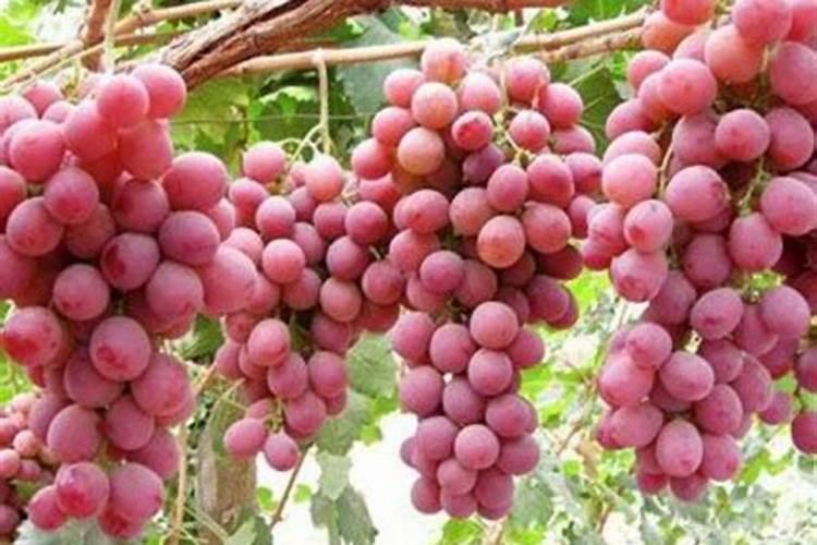 中秋节成熟的葡萄有哪些