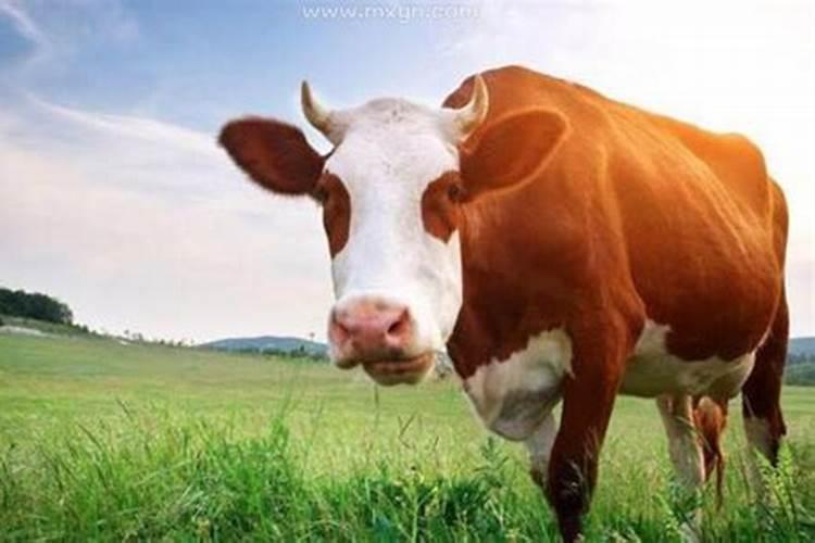 梦见牛是什么意思呀