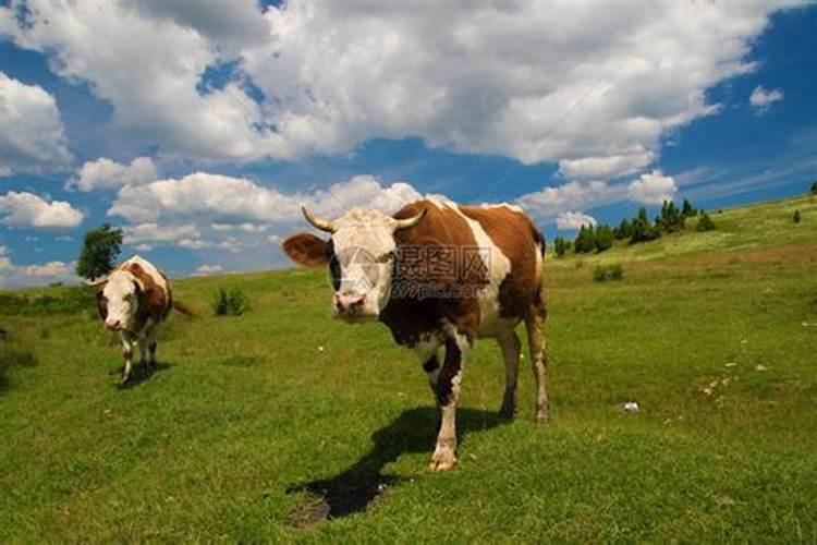 梦见牵着一头牛去吃草
