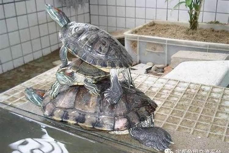 梦见好多乌龟叠在一起
