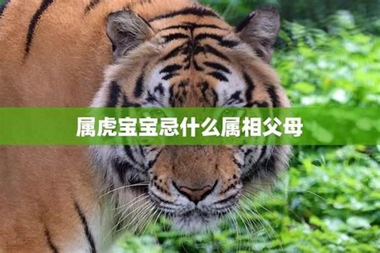 虎宝宝不适合的生肖父母