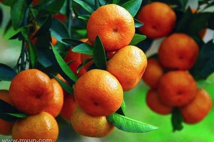 梦见橘子是什么征兆