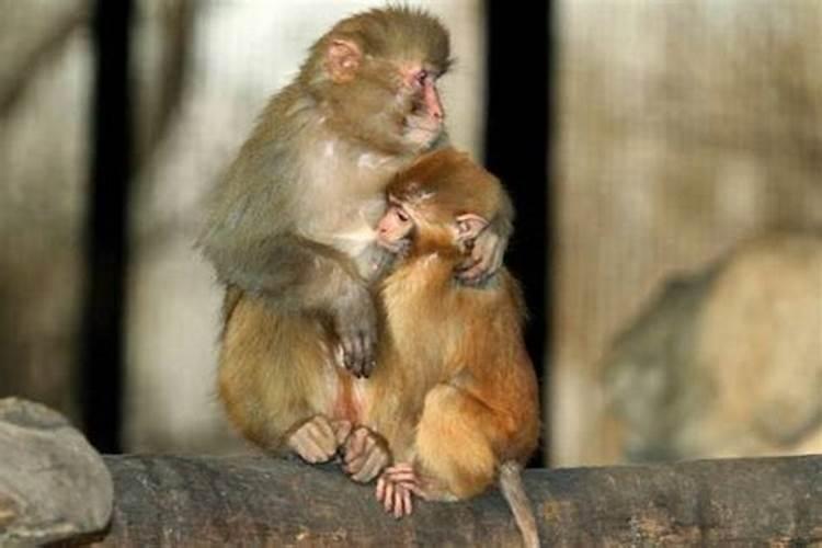 属猴和属猴的婚姻怎么样