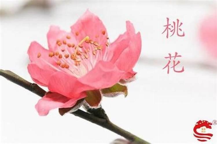 2019年桃花运最旺的生肖有哪些