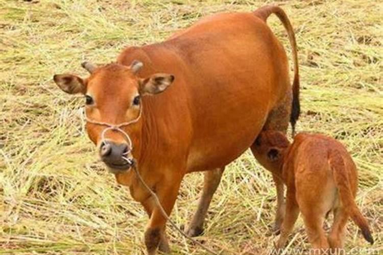 刚怀孕的孕妇梦见牛