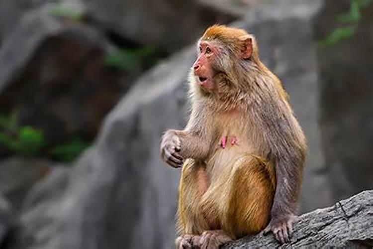 属猴的出生年份都有哪些？