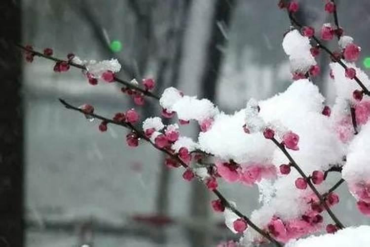 克风沐雨蛇变化代表什么生肖