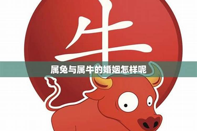 属兔的和属牛的在一起会怎么样