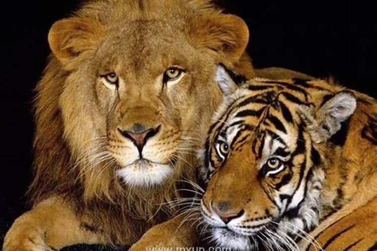 梦见老虎和狮子攻击自己