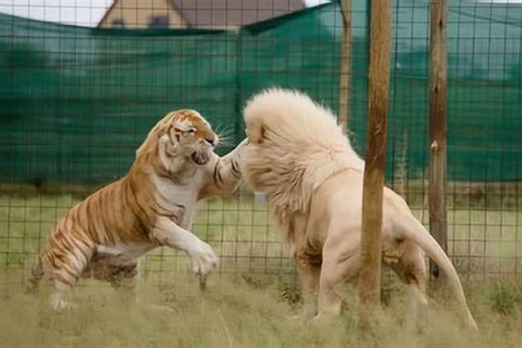 梦见老虎和狮子攻击自己
