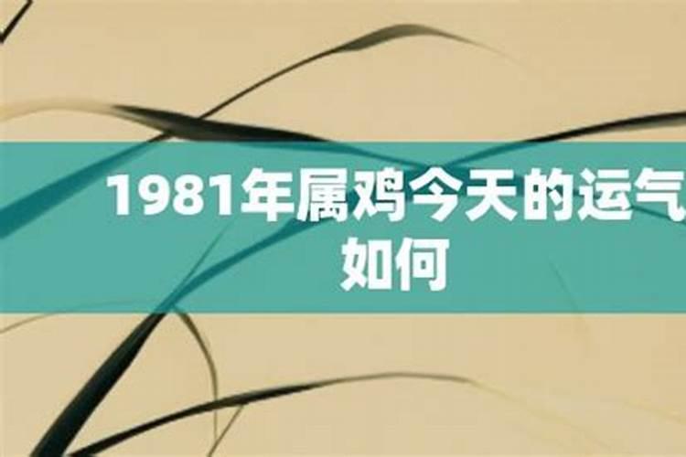 属鸡1981年今年运势怎样