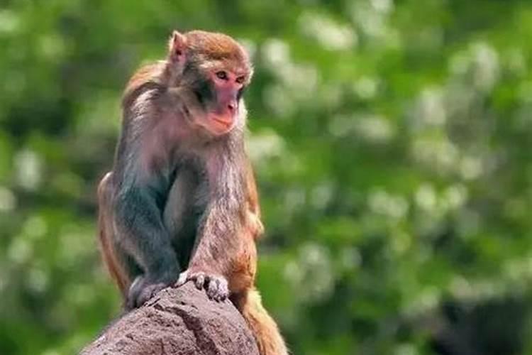80年属猴的性格特点是什么