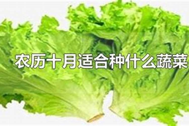 农历七月十五可以种蒜吗