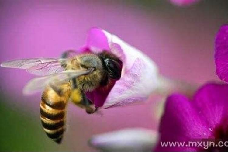 孕妇梦见蜜蜂是什么预兆