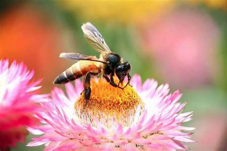 孕妇梦见蜜蜂是什么预兆解梦