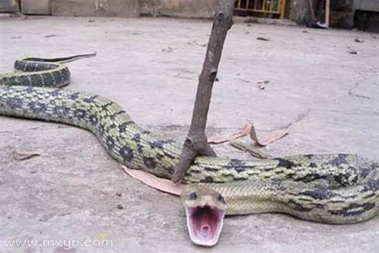 孕妇梦到蛇是什么意思还打死一颗
