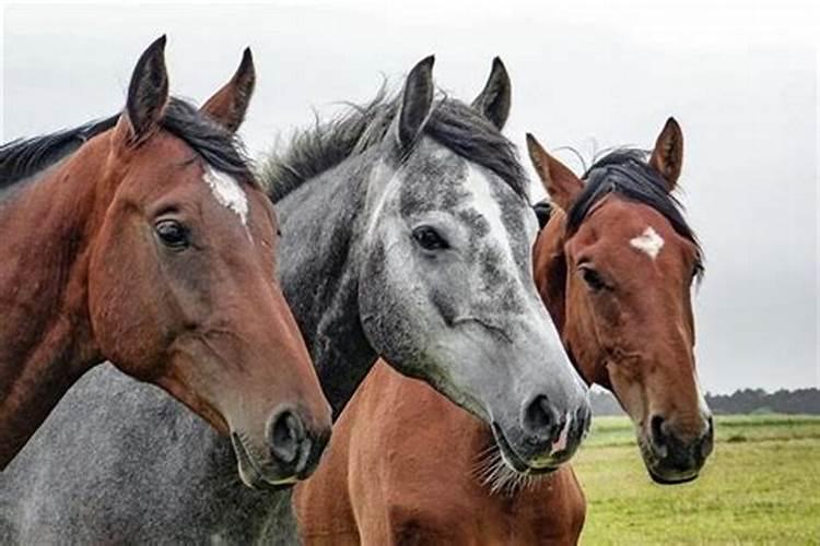 梦见三匹特别漂亮的马