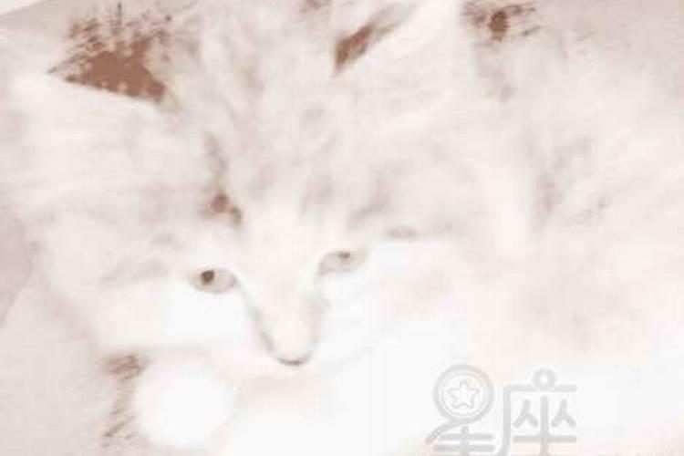 孕妇梦到猫咪生小猫