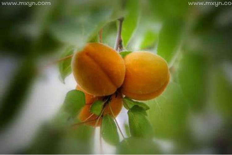 做梦梦到摘杏子是什么意思是什么意思