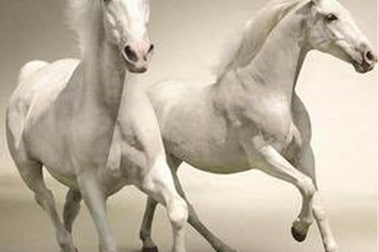 梦见白马和红马是什么预兆
