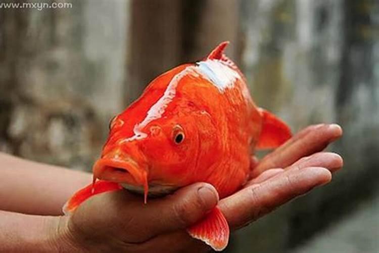 单身人梦见红色鲤鱼什么意思