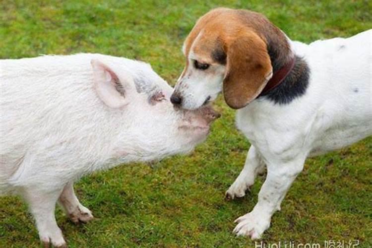 猪跟狗的属相合不合女猪，男狗
