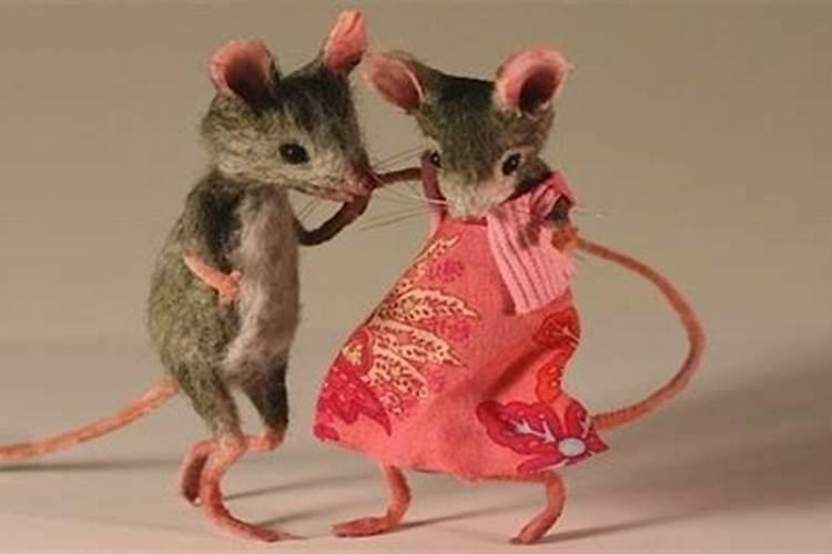 鼠男和女兔配婚姻好不好