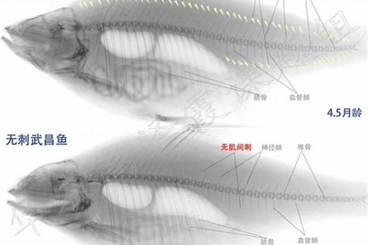 梦到吃鱼有刺没有刺