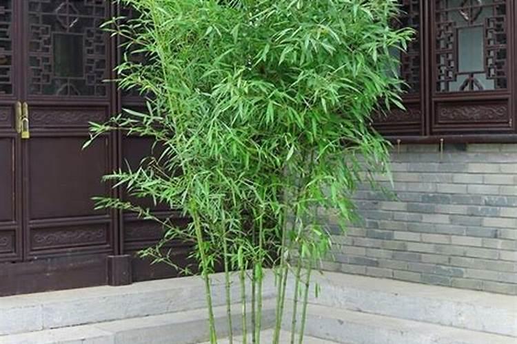 什么属相适合养竹子植物