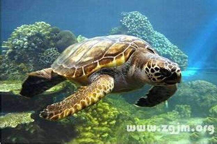 梦见大海龟从水里出来