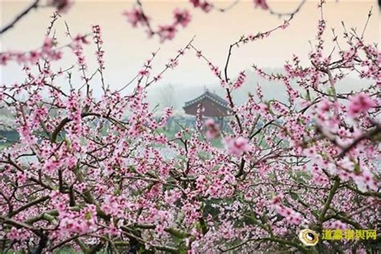 男人梦见开花结果是什么兆头