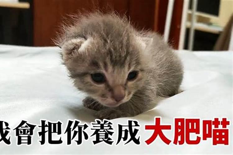 梦见买了俩猫咪回家养