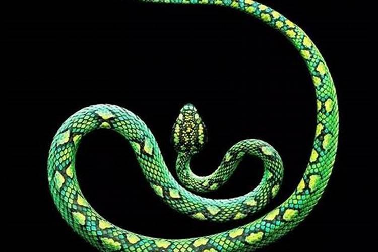 1953年出生的属蛇是什么命