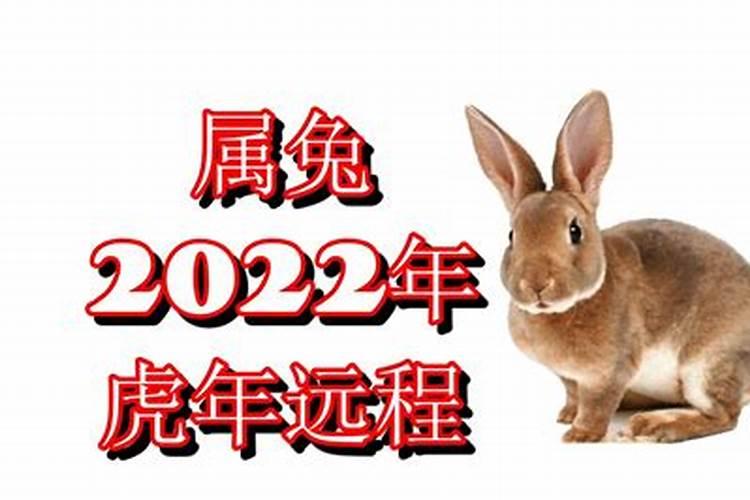 属兔的在虎年2022年运势如何