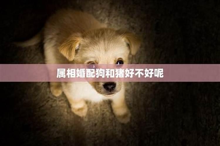 狗和猪婚姻好不好