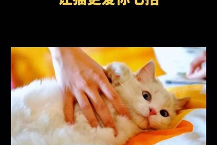 属兔养猫就不顺怎么破解