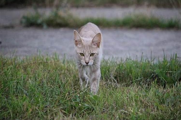 梦见猫跑了自己去追猫