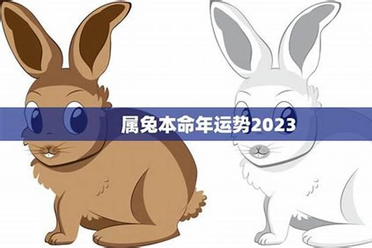 2023属兔本命年感情运势