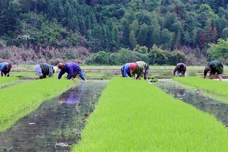 梦见到地里去拔秧苗