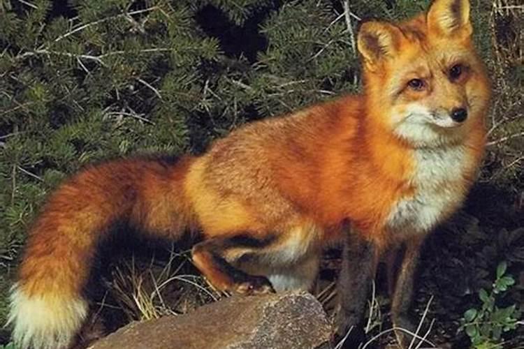 狐狸代表什么生肖和动物
