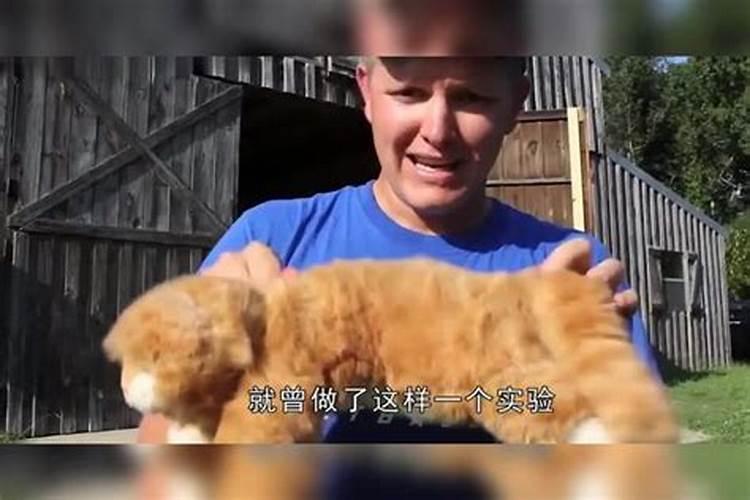 梦见把猫从楼上扔下去