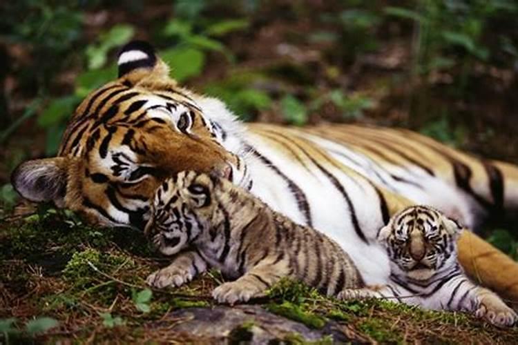 梦见老虎带着幼崽是什么预兆