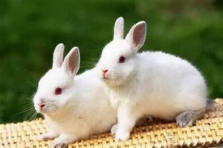 属兔的克星属相是什么