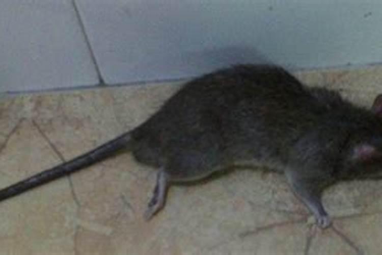病人梦见死老鼠是什么意思