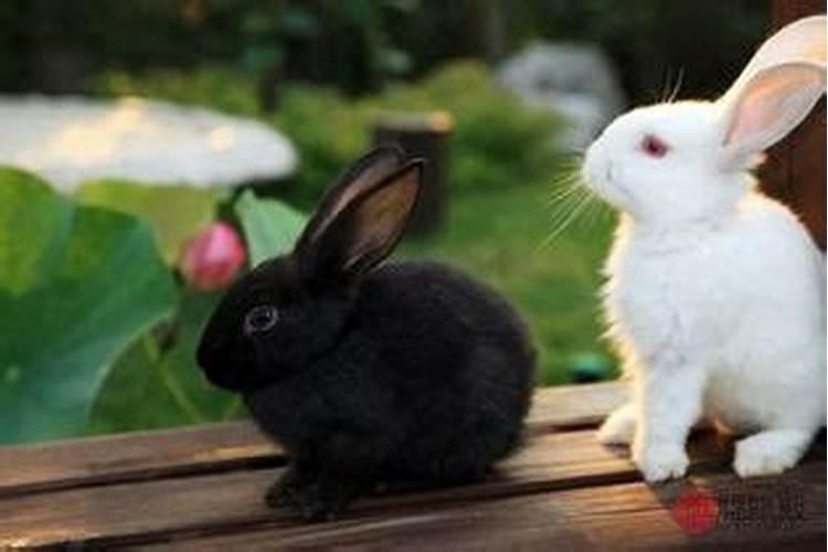 兔和猴的属相适合结婚吗