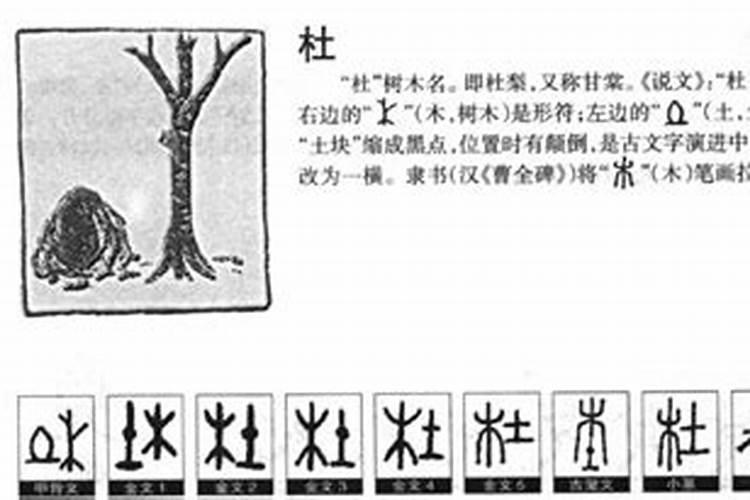 杜字五行属什么属性