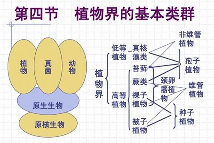 桂林有哪些大小年种类