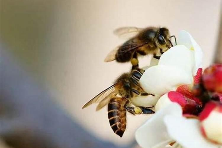 梦见蜜蜂是什么意思,好不好,代表什么