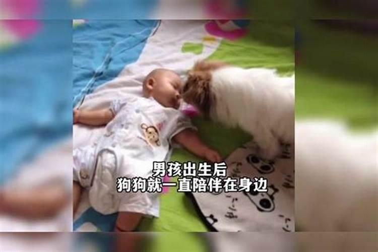 梦见领养的狗死了我在大哭