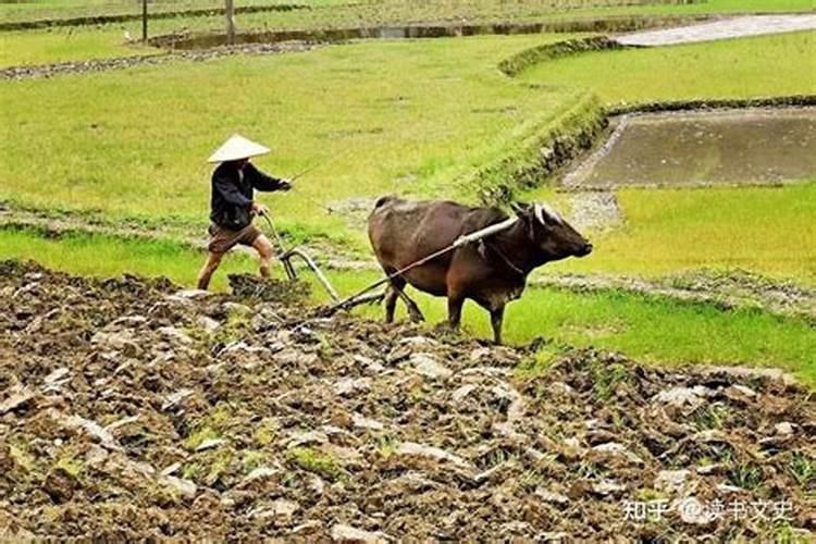 梦见陌生人帮我家种田